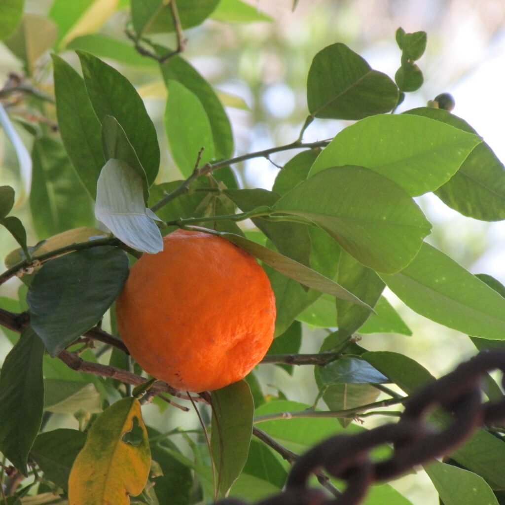 naranja amarga