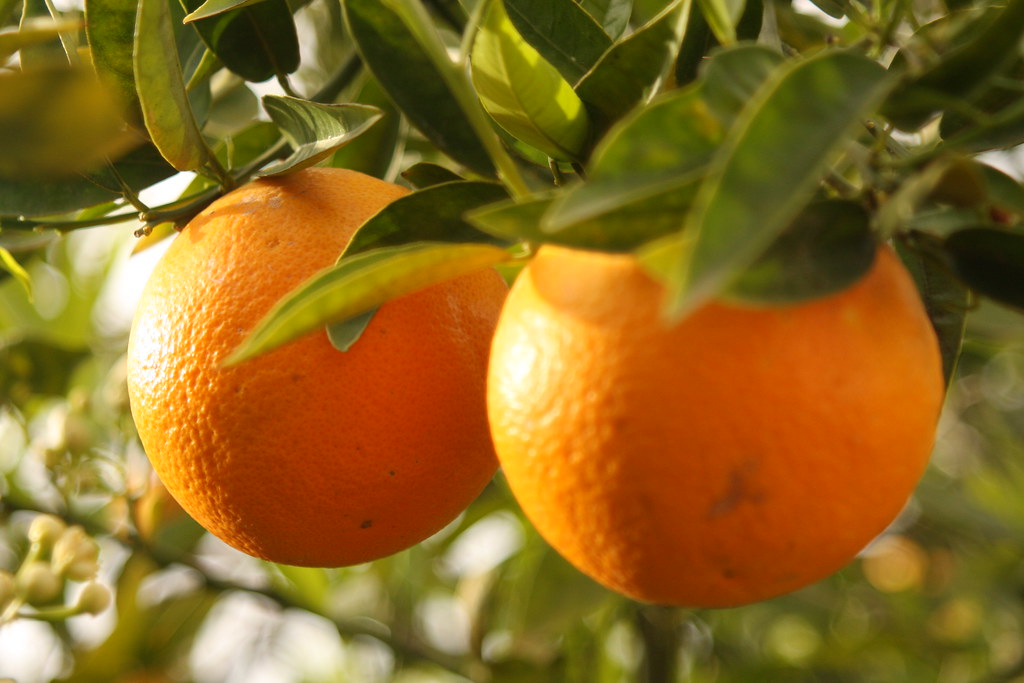naranjas en arbol