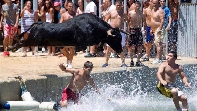 Bous a la mar denia
